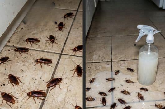 DIY cockroach killer