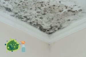 homemade recipes to remove wall mold