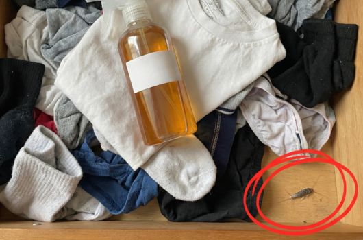 home remedy to get rid of silverfish