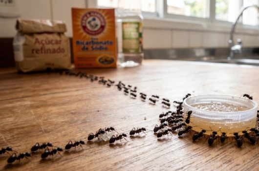 homemade ant killer