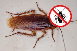homemade recipes to kill cockroaches