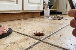 homemade poison to kill roaches