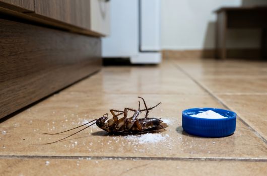 homemade poison to kill cockroaches
