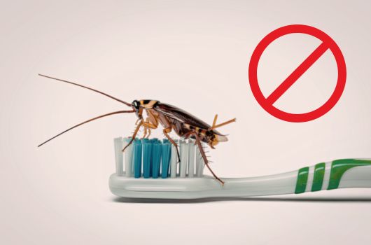 homemade cockroach killers