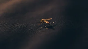 Elimine Mosquitos com Lâmpada e Vinagre!