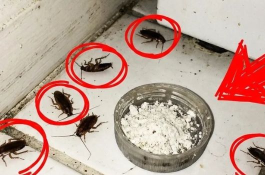 Como Eliminar Baratas com Receitas Caseiras Simples